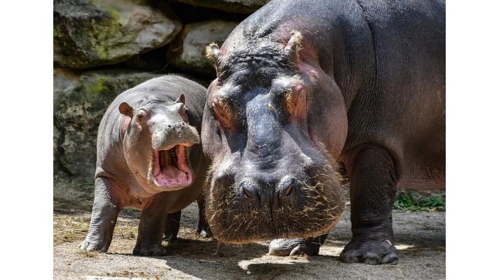 Kolumbie řeší rostoucí populaci hrochů založenou narkobaronem Kolumbie řeší rostoucí populaci hrochů založenou narkobaronem