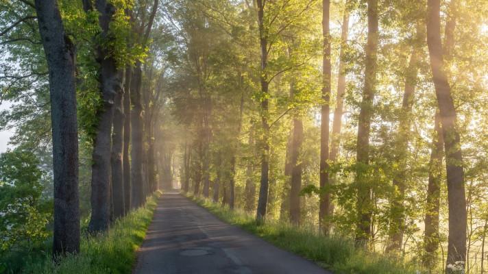 Nejkrásnější snímek Aleje roku je z Mladoboleslavska Nejkrásnější snímek Aleje roku je z Mladoboleslavska
