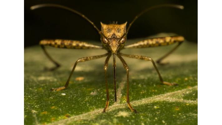 Skupina biologů volá po větší ochraně světových parazitů Skupina biologů volá po větší ochraně světových parazitů