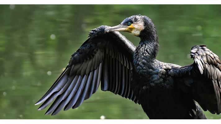 Rybáři budou dál dostávat náhrady za škody způsobené kormorány Rybáři budou dál dostávat náhrady za škody způsobené kormorány