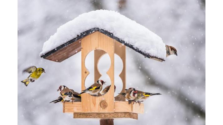 Sčítání ptáků na krmítkách se zúčastnilo už přes 17 tisíc dobrovolníků. Lidé mají čas na poslání výsledků do 15. ledna Sčítání ptáků na krmítkách se zúčastnilo už přes 17 tisíc dobrovolníků. Lidé mají čas na poslání výsledků do 15. ledna