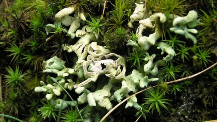 Nový atlas českých lišejníků může pomoci k efektivnější ochraně přírody Nový atlas českých lišejníků může pomoci k efektivnější ochraně přírody