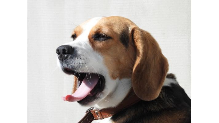 Od února nelze prodávat psa ve zverimexech a na veřejných místech Od února nelze prodávat psa ve zverimexech a na veřejných místech