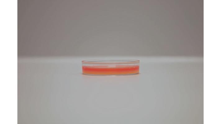 Proč je zapotřebí kultivované maso? Proč je zapotřebí kultivované maso?