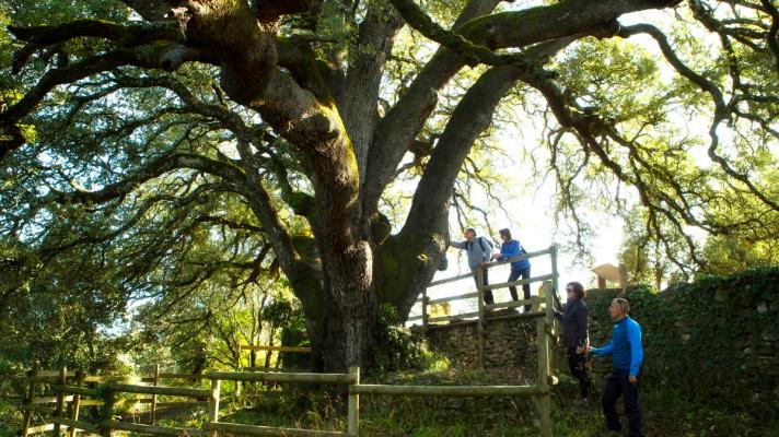 Česko peče pro jabloň. O Evropském stromu roku rozhodne poslední týden Česko peče pro jabloň. O Evropském stromu roku rozhodne poslední týden