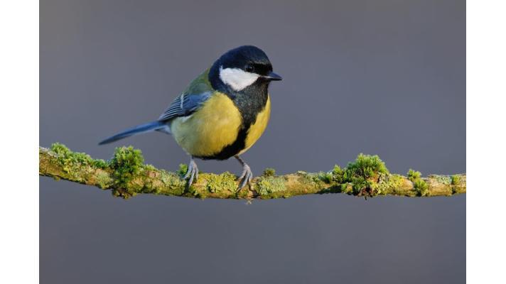 Známe výsledky Ptačí hodinky 2021. Skokanem roku je čížek Známe výsledky Ptačí hodinky 2021. Skokanem roku je čížek