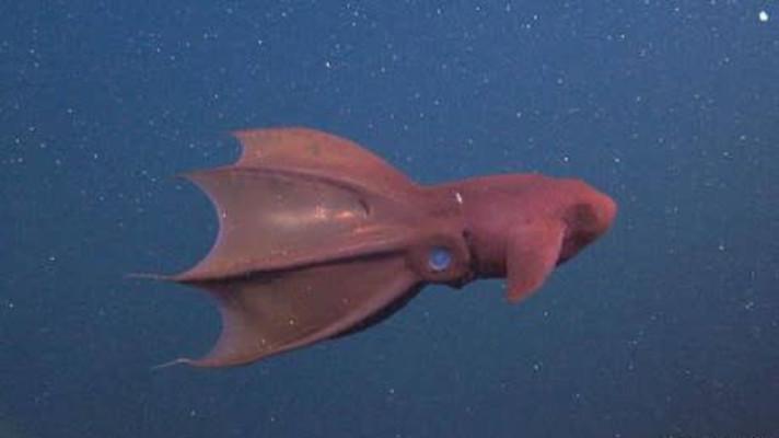 Vědci: Vampýrovka žila v hloubkách už před desítkami milionů let Vědci: Vampýrovka žila v hloubkách už před desítkami milionů let