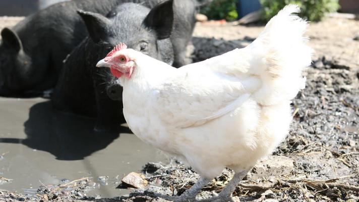 Ve Francii schválili zákon o ochraně zvuků a pachů venkova Ve Francii schválili zákon o ochraně zvuků a pachů venkova