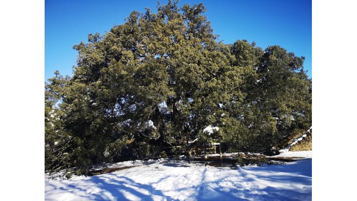 Španělský Strom čarodějnic je Evropským stromem roku. Česká jabloň skončila sedmá Španělský Strom čarodějnic je Evropským stromem roku. Česká jabloň skončila sedmá
