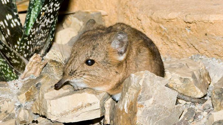 Čeští biologové uvedli na pravou míru evoluční vztahy mezi bratranci slonů, aneb ve šlépějích Darwina Čeští biologové uvedli na pravou míru evoluční vztahy mezi bratranci slonů, aneb ve šlépějích Darwina