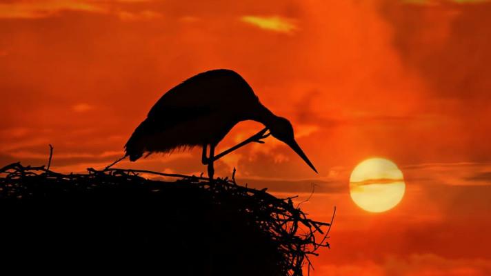 Ve znaku NP Podyjí je čáp černý jako symbol volného pohybu Ve znaku NP Podyjí je čáp černý jako symbol volného pohybu