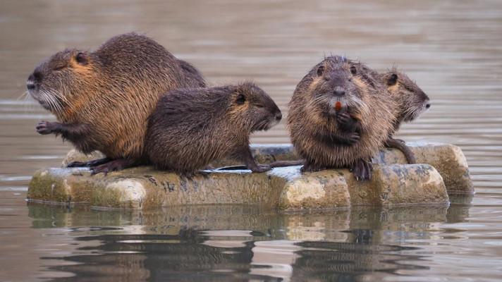 V Chrudimi začal odchyt přemnožených nutrií V Chrudimi začal odchyt přemnožených nutrií