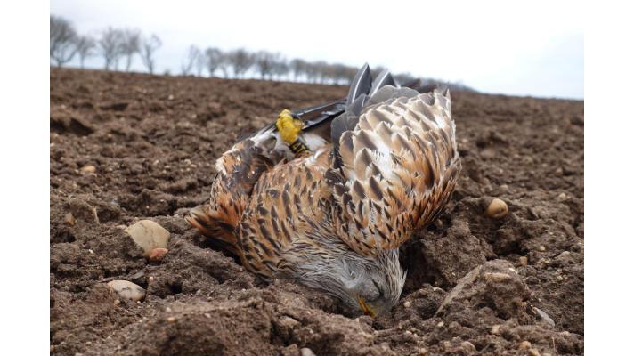 Kriticky ohrožení luňáci byli otráveni na Hodonínsku a Litoměřicku. Jejich polohu prozradily vysílačky Kriticky ohrožení luňáci byli otráveni na Hodonínsku a Litoměřicku. Jejich polohu prozradily vysílačky