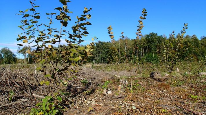 Využití domácích druhů topolů při obnově lesa Využití domácích druhů topolů při obnově lesa
