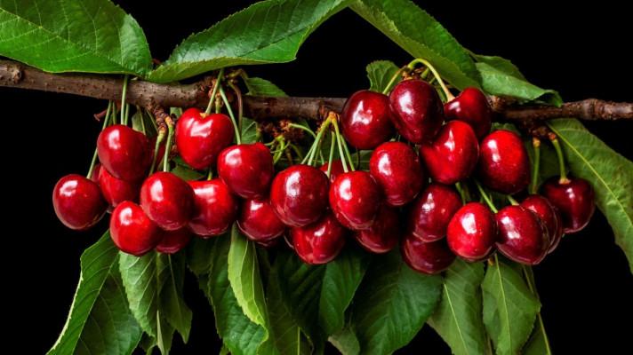 Nový genotyp třešní zvýší jejich produkci a ušetří pěstitelům náklady Nový genotyp třešní zvýší jejich produkci a ušetří pěstitelům náklady