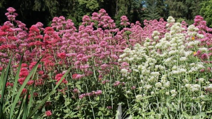 Průhonická botanická zahrada získala jako první v ČR významnou mezinárodní akreditaci Průhonická botanická zahrada získala jako první v ČR významnou mezinárodní akreditaci