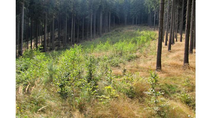 Za 20 let bylo v Lužických horách vysazeno 2182 jedinců tisu červeného Za 20 let bylo v Lužických horách vysazeno 2182 jedinců tisu červeného