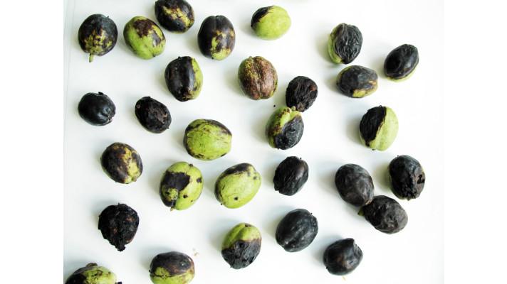 Najděte vrtuli ořechovou! Staňte se občanským výzkumníkem Najděte vrtuli ořechovou! Staňte se občanským výzkumníkem