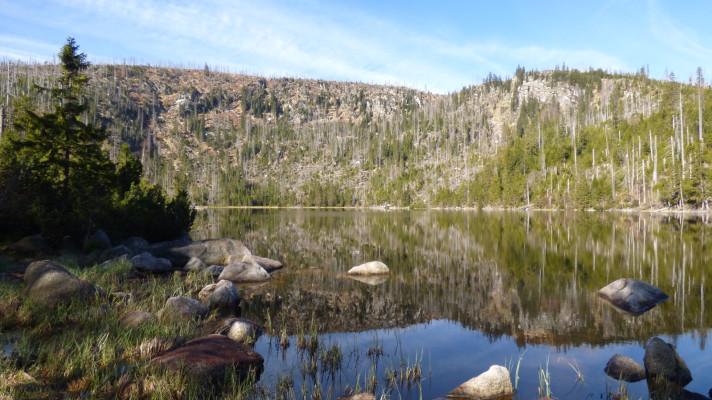 Horský ekosystém u Plešného jezera se velmi rychle zotavuje po kůrovcové kalamitě, prokázal pětiletý výzkum
