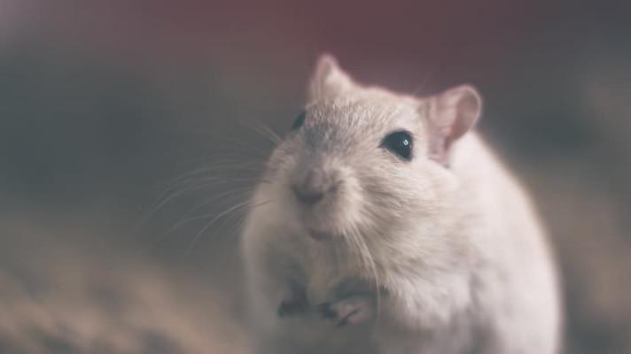 Na Šalamounových ostrovech objevili nový druh obří krysy