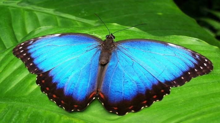 V novém motýlím domě v Praze je k vidění 600 motýlů