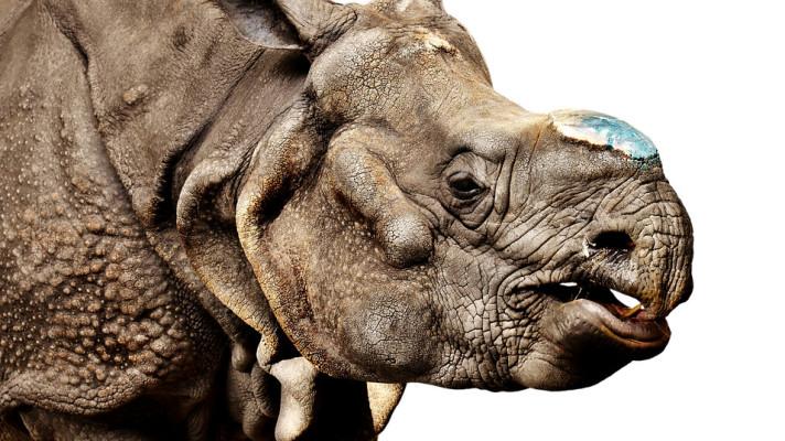 Zoo Dvůr spálila na protest proti pytláctví rohovinu nosorožců