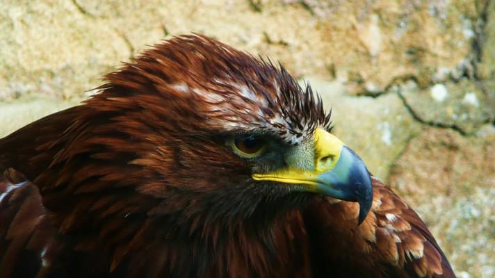 Ornitologové začali hlídat místa, kde našli dva otrávené orly