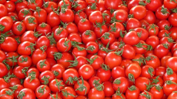 Boj se škůdcem ohrožujícím marocká rajčata: výzkum a české biopreparáty oborovou příležitostí