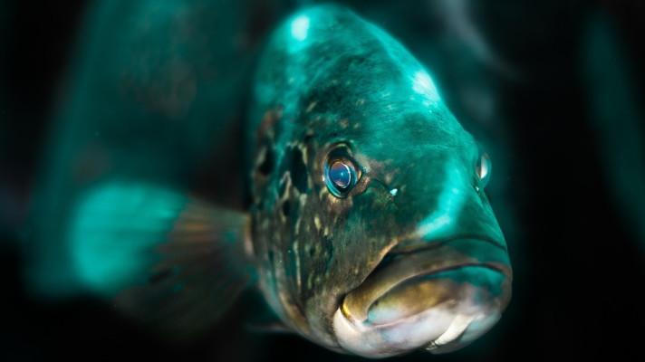 Vědci: Kvůli změně klimatu ztratí ryby desítky kilometrů v řekách
