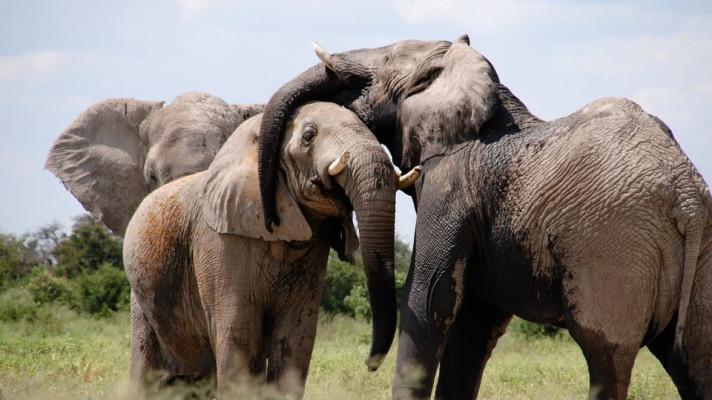 Pytláctví je v Africe na ústupu, slony však zabíjejí konflikty