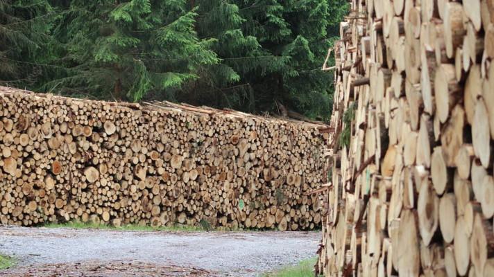 Ministerstvo zemědělství nařídilo zastavit úmyslné těžby lesních porostů Ministerstvo zemědělství nařídilo zastavit úmyslné těžby lesních porostů