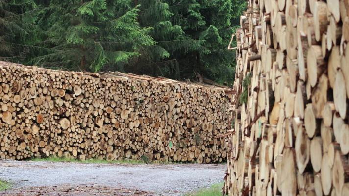 Ministerstvo zemědělství nařídilo zastavit úmyslné těžby lesních porostů