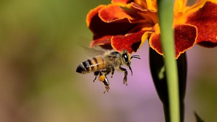 Evropa proti pesticidům, které škodí včelám