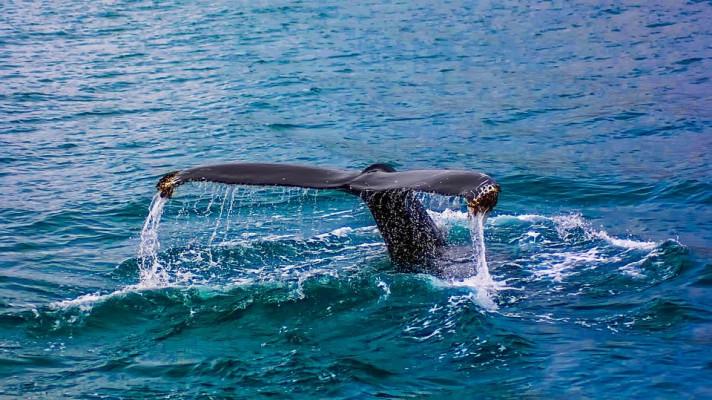 Europoslanci vyzvali Norsko k ukončení komerčního lovu velryb