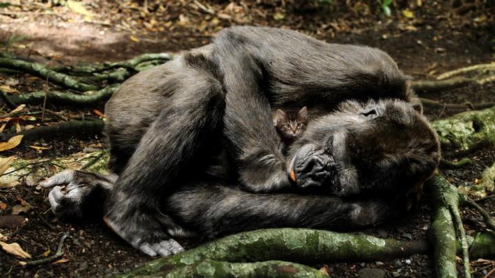 Ve Rwandě patrně přibylo ohrožených horských goril