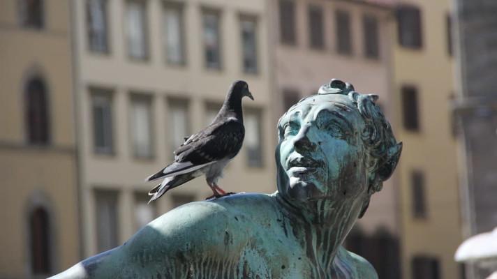 Středočeská města bojují s přemnoženými holuby