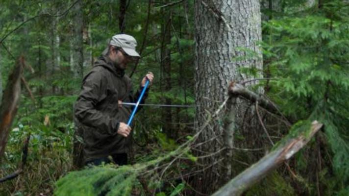 Změny globálního prostředí a lesy mírného pásu Změny globálního prostředí a lesy mírného pásu