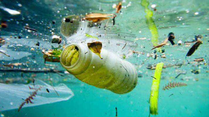 Tři čtvrtiny mořských ryb v sobě mají plasty Tři čtvrtiny mořských ryb v sobě mají plasty