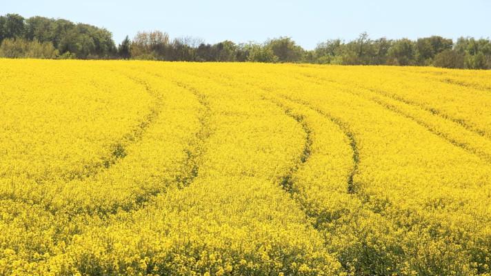Zemědělský výbor přerušil jednání o přimíchávání biopaliv