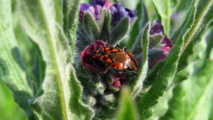 Fotoperiodické hodiny hmyzu Fotoperiodické hodiny hmyzu