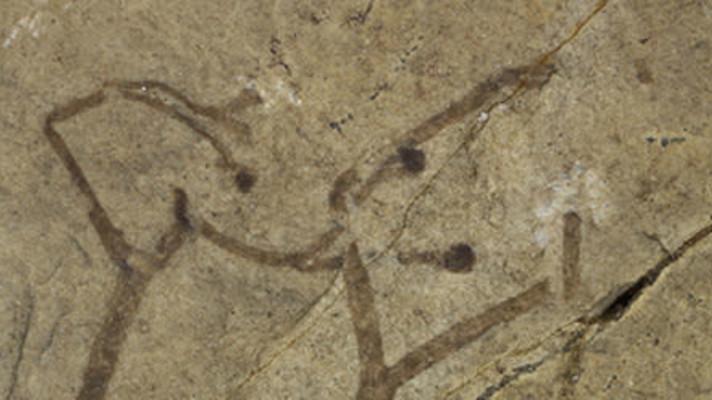 V Národním muzeu se ukrývala nejstarší rostlinná fosilie na světě V Národním muzeu se ukrývala nejstarší rostlinná fosilie na světě