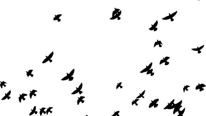 U Sokolova vzlétlo 32.000 poštovních holubů, letěli na Moravu