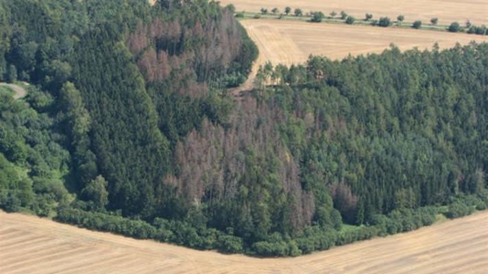 Vlastník lesa významně zanedbal ochranu proti kalamitním hmyzím škůdcům. Dostal pokutu 250 tisíc korun