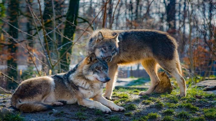 V Českém středohoří se zřejmě objevili vlci