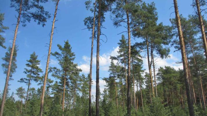 Jak pěstovat borové lesy?
