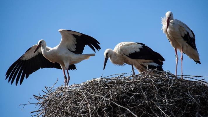 Sledujte závěr čapí hnízdní sezóny! Sledujte závěr čapí hnízdní sezóny!