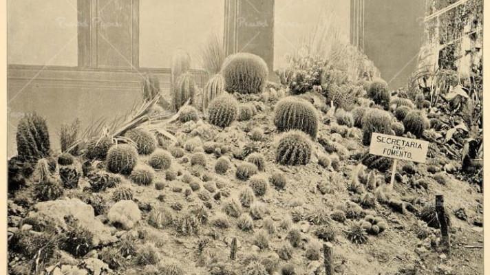 Pěstitel z Budějovic má i 240 let starý kaktus po Albertu Fričovi