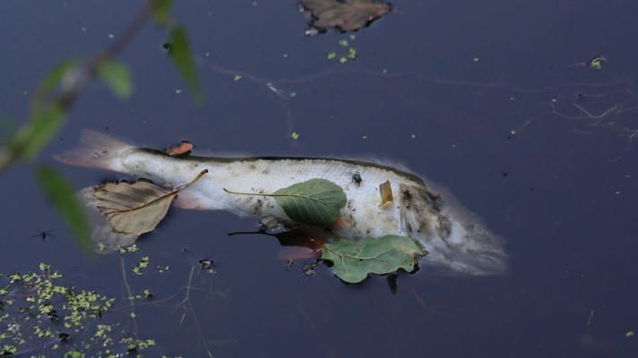 V rybníku Nesyt uhynulo možná až 100 tun ryb,jsou milionové škody