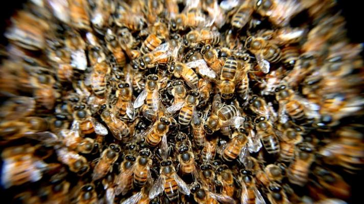 Sladovna zahájila interaktivní výstavu na téma život včel