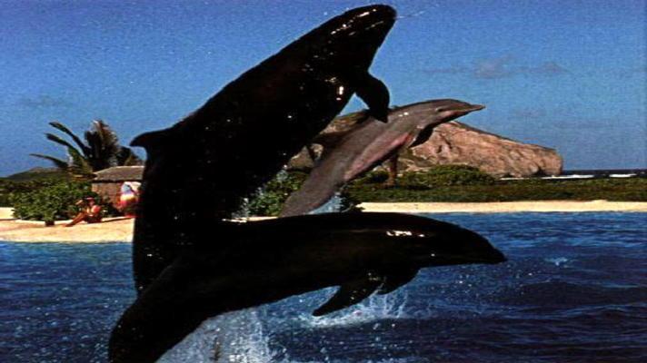 Vědci identifikovali křížence velryby a delfína - velfína